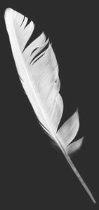 Fotografia artistica Beautiful white feather isolated on black, nadtytok, (26.7 x 40 cm)