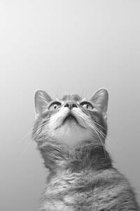 Fotografia artistica a cat on grey background, Zoonar RF, (26.7 x 40 cm)