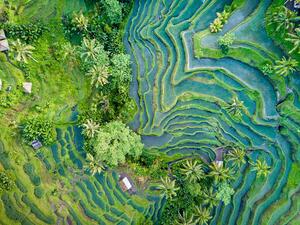 Fotografia artistica Aerial view of Rice Terrace in Bali Indonesia, Travelstoxphoto, (40 x 30 cm)