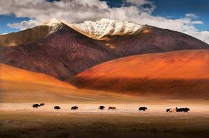Fotografia artistica Wild yaks in Ladakh India, Nabarun Bhattacharya, (40 x 26.7 cm)