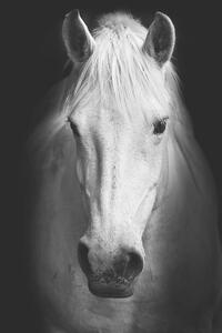 Fotografia artistica Portrait of a white horse, kasto80, (26.7 x 40 cm)
