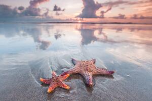Fotografia artistica Starfish on beach, IvanMikhaylov, (40 x 26.7 cm)