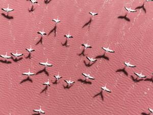 Fotografia artistica Drone image close to flamingos flying, Abstract Aerial Art, (40 x 30 cm)