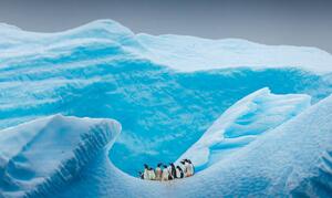 Fotografia artistica A group of Penguins stand atop, David Merron Photography, (40 x 24.6 cm)