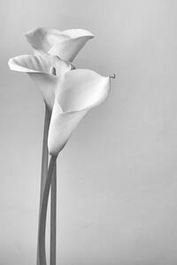 Fotografia artistica Calla lilies, Svetl, (26.7 x 40 cm)