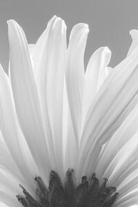 Fotografia artistica white chrysanthemum bw, uuoott, (26.7 x 40 cm)