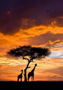 Fotografia artistica Silhoutted Giraffe with acacia tree at sunset, Darrell Gulin, (26.7 x 40 cm)