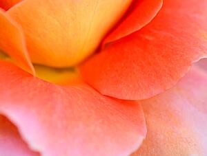 Fotografia artistica Colorful Rose Petal, Katie Plies, (40 x 30 cm)