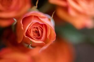 Fotografia artistica Coral Baby Rose Close-up, Carolyn Ann Ryan, (40 x 26.7 cm)
