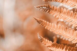 Fotografia artistica Fern leaf closeup natural ferns pattern, Anna Skliarenko, (40 x 26.7 cm)
