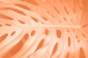 Fotografia artistica Tropical monstera leaf close-up in trending, Tatiana, (40 x 26.7 cm)