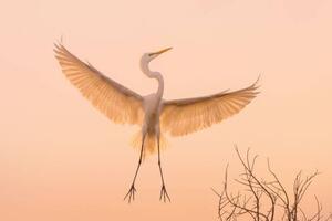Fotografia artistica Graceful white Heron in flight, Wirestock, (40 x 26.7 cm)