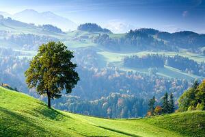 Fotografia artistica Switzerland Bernese Oberland tree on hillside, Travelpix Ltd, (40 x 26.7 cm)