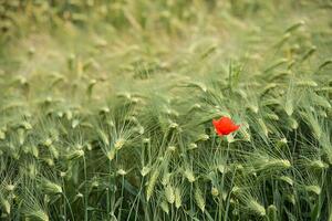Fotografia artistica Lonely poppy in a wheat field, Jean-Philippe Tournut, (40 x 26.7 cm)