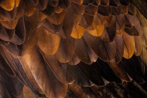 Fotografia Golden Eagle's feathers, Tim Platt, (40 x 26.7 cm)