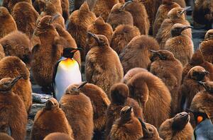Fotografia artistica Adult king penguin surrounded by, Art Wolfe, (40 x 26.7 cm)