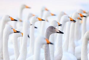 Fotografia artistica Unique swan, High quality images of Japan and nature, (40 x 26.7 cm)