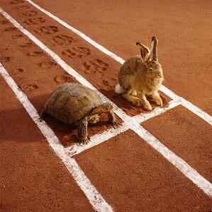 Fotografia artistica Tortoise And Hare On Track, GK Hart/Vikki Hart, (40 x 40 cm)