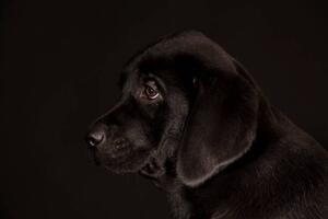 Fotografia artistica black Labrador Retriever puppy, Koljambus, (40 x 26.7 cm)