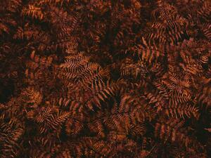 Fotografia artistica High angle view of brown fern leaves, Johner Images, (40 x 30 cm)