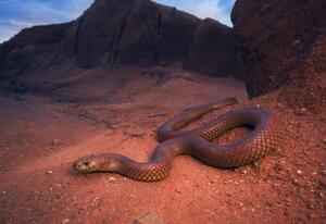 Fotografia Large wild king brown mulga snake, Kristian Bell, (40 x 26.7 cm)