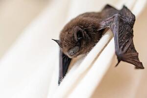 Fotografia artistica common pipistrelle a small bat, fermate, (40 x 26.7 cm)