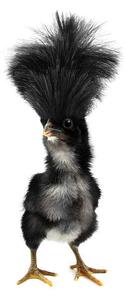 Fotografia Crazy black chick with ridiculous hair, UroshPetrovic, (22.5 x 40 cm)