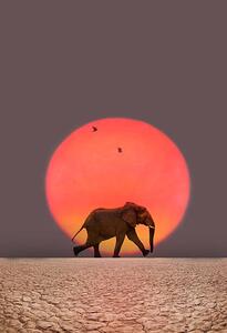Fotografia Elephant walking, Grant Faint, (26.7 x 40 cm)