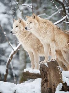 Fotografia artistica Arctic Wolves Pack in Wildlife Winter Forest, 4FR, (30 x 40 cm)