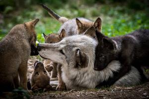 Fotografia Wolf with litter of playful cubs, Zocha_K, (40 x 26.7 cm)