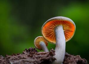 Fotografia artistica Close-up of mushroom growing on field Silkeborg Denmark, Karim Qubadi / 500px, (40 x 30 cm)