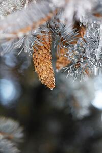 Fotografia Frozen pinecones in winter, sangfoto, (26.7 x 40 cm)