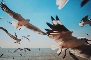 Fotografia artistica Close-Up of Seagulls above Sea against, sakchai vongsasiripat, (40 x 26.7 cm)