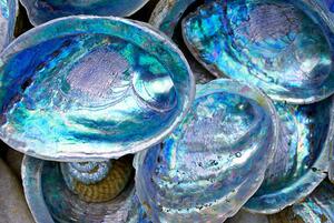Fotografia artistica Close-up of some Paula shells also called Abalone, LazingBee, (40 x 26.7 cm)