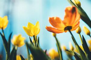 Fotografia artistica Tulip Flowers, borchee, (40 x 26.7 cm)