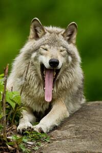 Fotografia Portrait of gray wolf yawning Parc, Maxime Riendeau, (26.7 x 40 cm)