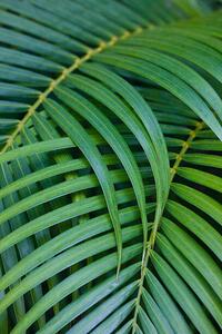 Fotografia artistica Tropical Coconut Palm Leaves, Darrell Gulin, (26.7 x 40 cm)