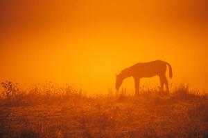 Fotografia Horse silhouette on morning meadow Orange, kovop58, (40 x 26.7 cm)