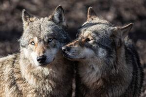 Fotografia artistica Two grey wolf in love, AB Photography, (40 x 26.7 cm)