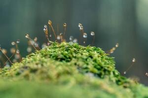 Fotografia artistica Moss sporangia with morning dew close-up, LITTLE DINOSAUR, (40 x 26.7 cm)