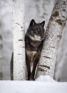 Fotografia artistica Wolf in the Usa, Kathleen Reeder Wildlife Photography, (30 x 40 cm)