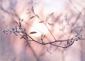 Fotografia artistica Sun shining through branches with dew covered buds, EschCollection, (40 x 30 cm)