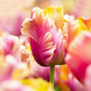 Fotografia artistica Close-up tulips, Helaine Weide, (40 x 40 cm)