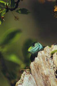 Fotografia European green lizard Lacerta viridis, Marko Petkovic Visual, (26.7 x 40 cm)