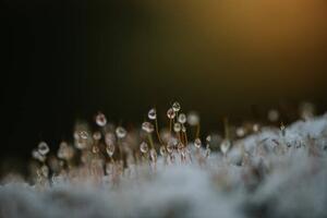 Fotografia artistica Close up of dew on frosty, Catherine Falls Commercial, (40 x 26.7 cm)