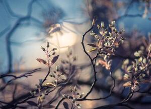 Fotografia artistica Close-up of flowering plant against sky Bonn Germany, Yurii Pidopryhora / 500px, (40 x 30 cm)