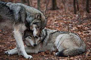 Fotografia artistica Affectionate Grey Wolves, RamiroMarquezPhotos, (40 x 26.7 cm)