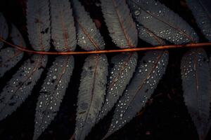 Fotografia artistica Leaf of Staghorn sumac close-up, Westend61, (40 x 26.7 cm)