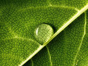 Fotografia artistica water drop on leaf, Mark Mawson, (40 x 30 cm)