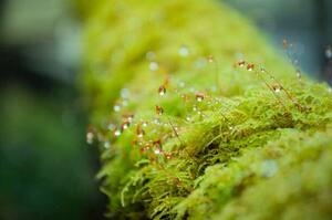 Fotografia artistica Close-up Moss with the dropped water, Namthip Muanthongthae, (40 x 26.7 cm)